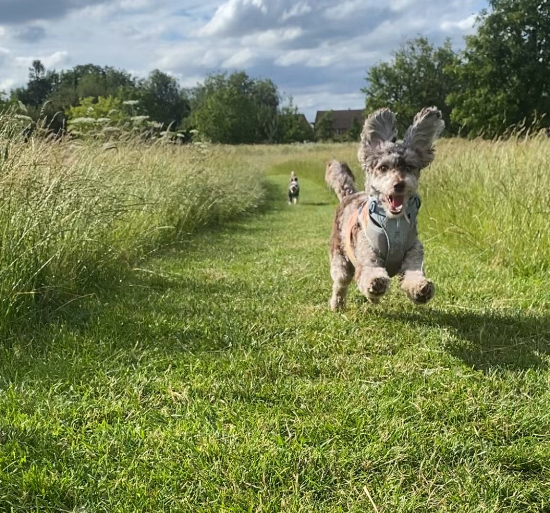 bemorebob2's tweet photo. It really is best to take every day by the scruff, rag it around, spin it about and have a jolly fantastic time! https://t.co/zkQ3HN7oPd