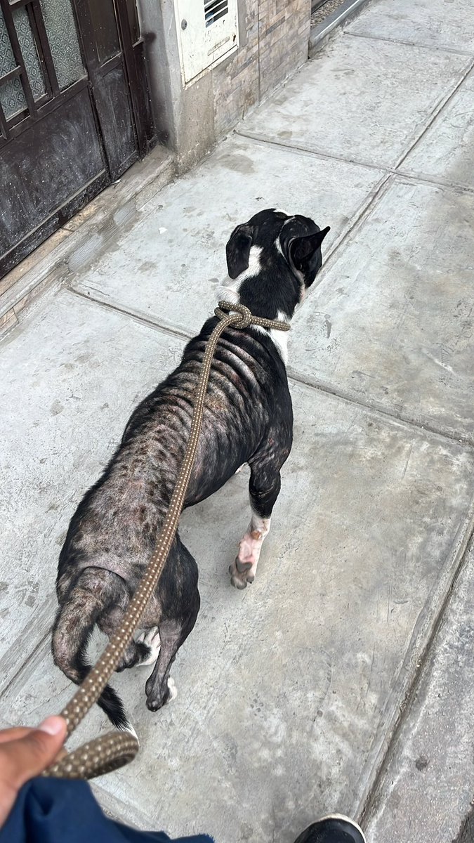 quinualover's tweet photo. Amigos/as acabo de rescatar a esta perrita de aprox 2 años. No la podía dejar en la calle en este estado. Por favor, necesito apoyo porque va a ser un largo camino de atención veterinaria, recuperación, temporales y adopción. Yape/Plin 943044426 

Mil gracias 😞💜 https://t.co/PlymnIeZ3c
