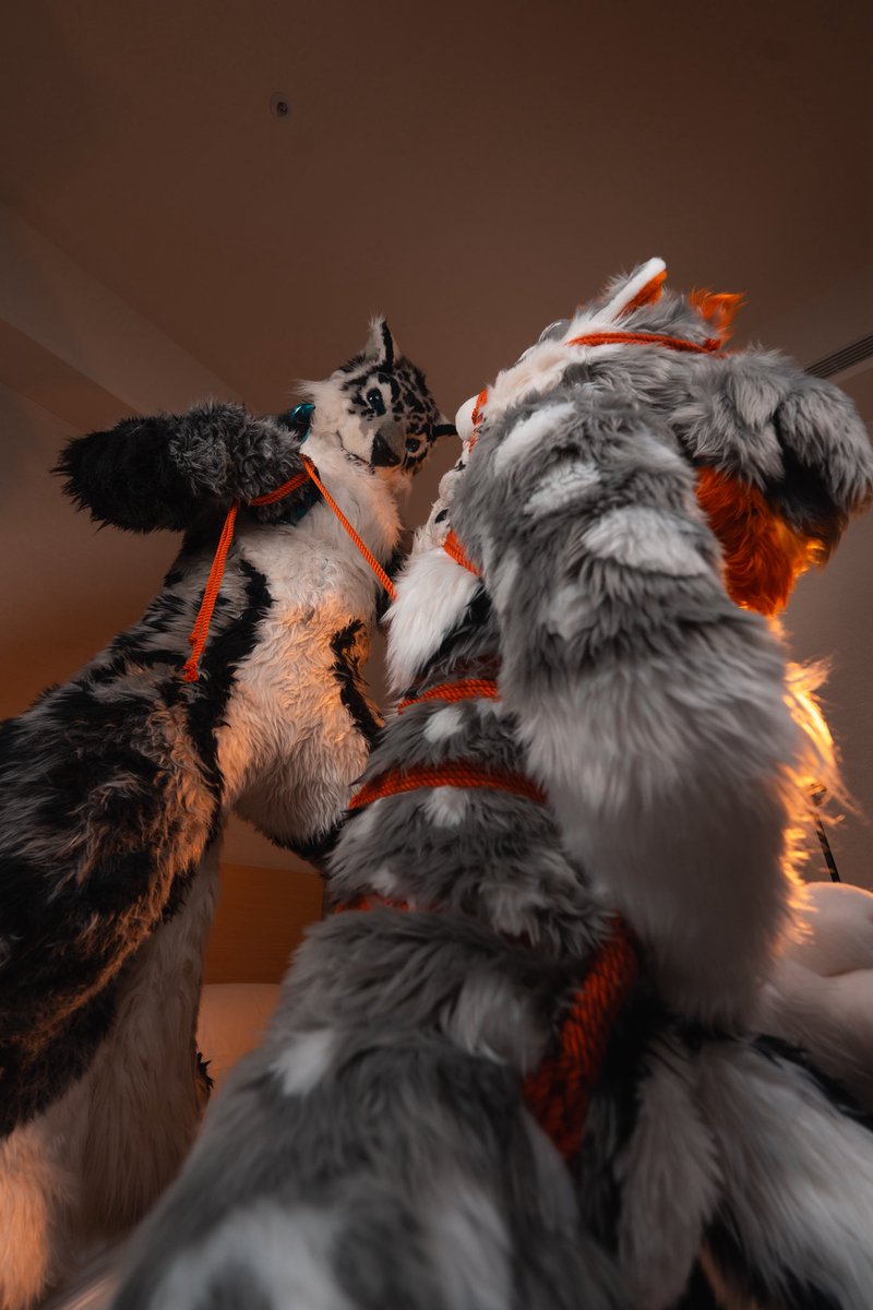 huxusnep's tweet photo. 端午節〜
📸: @Arthsekiren #FursuitFriday https://t.co/6cxAeMFi4f