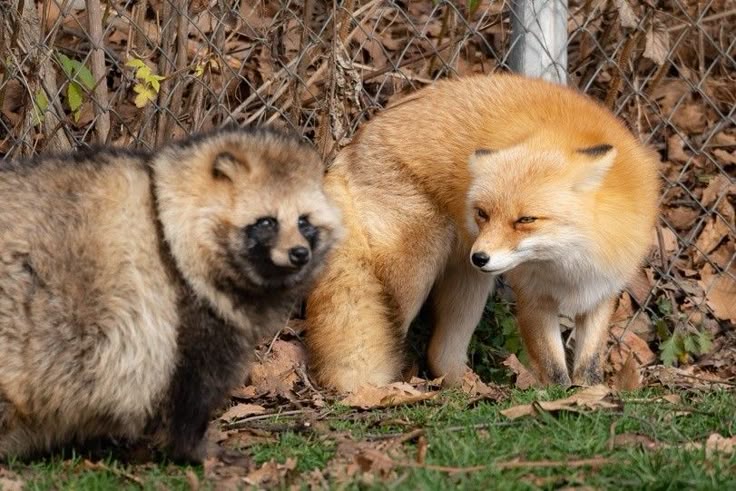 reallynotmaxy's tweet photo. #jazzlessons if they were animals https://t.co/QzNfLzHdig