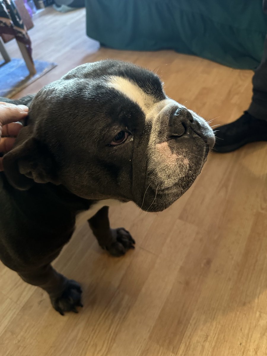 indieralph's tweet photo. I will forever miss this boy right here. Sleep easy to the best boy ever.  RIP Wilbur https://t.co/xpHIrOZ1ew