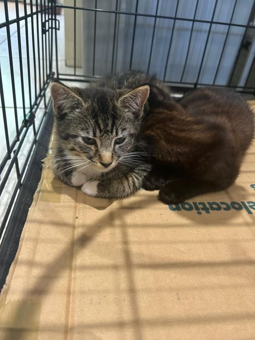safe18962's tweet photo. 🐱💕 Two friendly sister kittens (3–4 months old) are looking for a loving forever home in Coventry.

We’d love them to stay together if possible. Looking for a responsible adopter committed to their lifelong care. 🏡🐾

#Coventry #CatAdoption #AdoptDontShop #Kittens https://t.co/BW6Dhr38hf