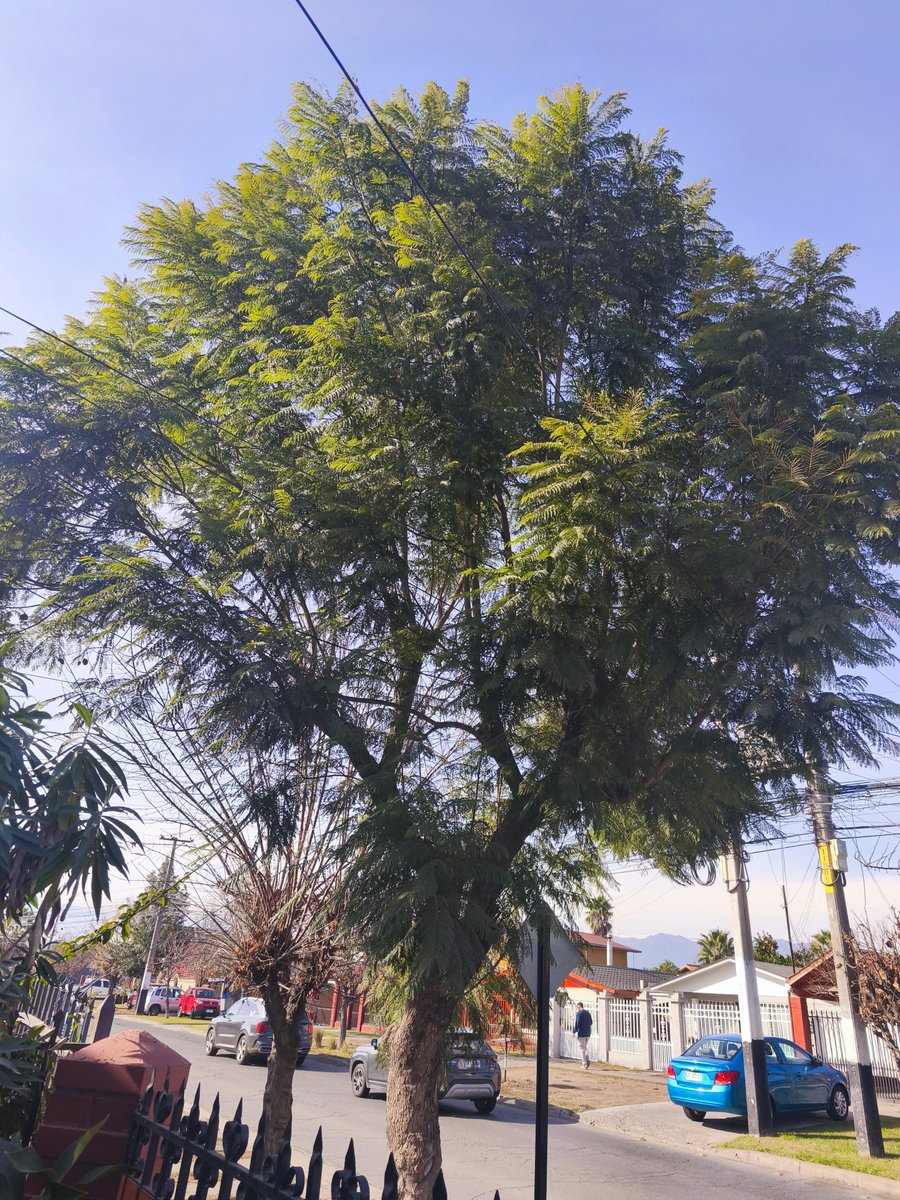 elbeltrant's tweet photo. Señor Alcalde @ragliatim, solicito revisar un árbol ubicado en Av. Santa Teresa de Los Andes con Los Arcángeles, sector Don Mateo 2. Sus ramas están en contacto con cables y, con el viento, existe riesgo de cortes de suministro. Agradecemos su apoyo para una poda preventiva. https://t.co/ff5KWnMrnz
