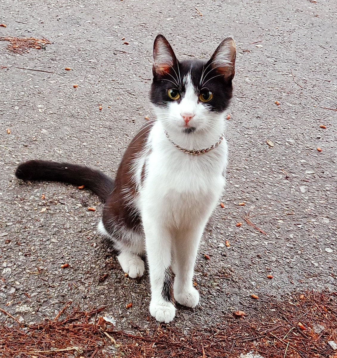 fleurithneige's tweet photo. Zincir kolyesi olan kedi gerçek değildir. https://t.co/V93YUwIAXZ