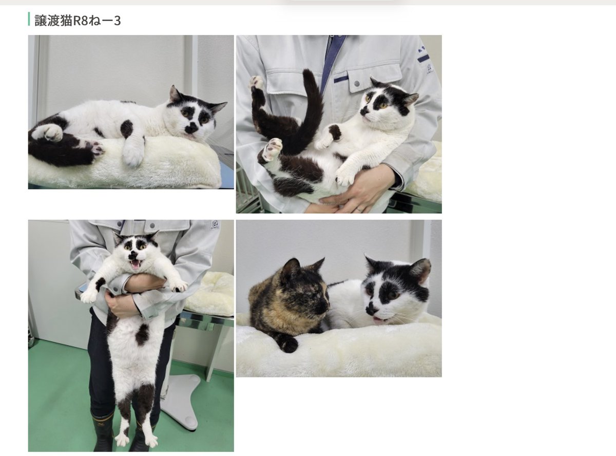 取引猫です。 スレッズで話題になってる福島市の保健所で今里親募集しているこの猫