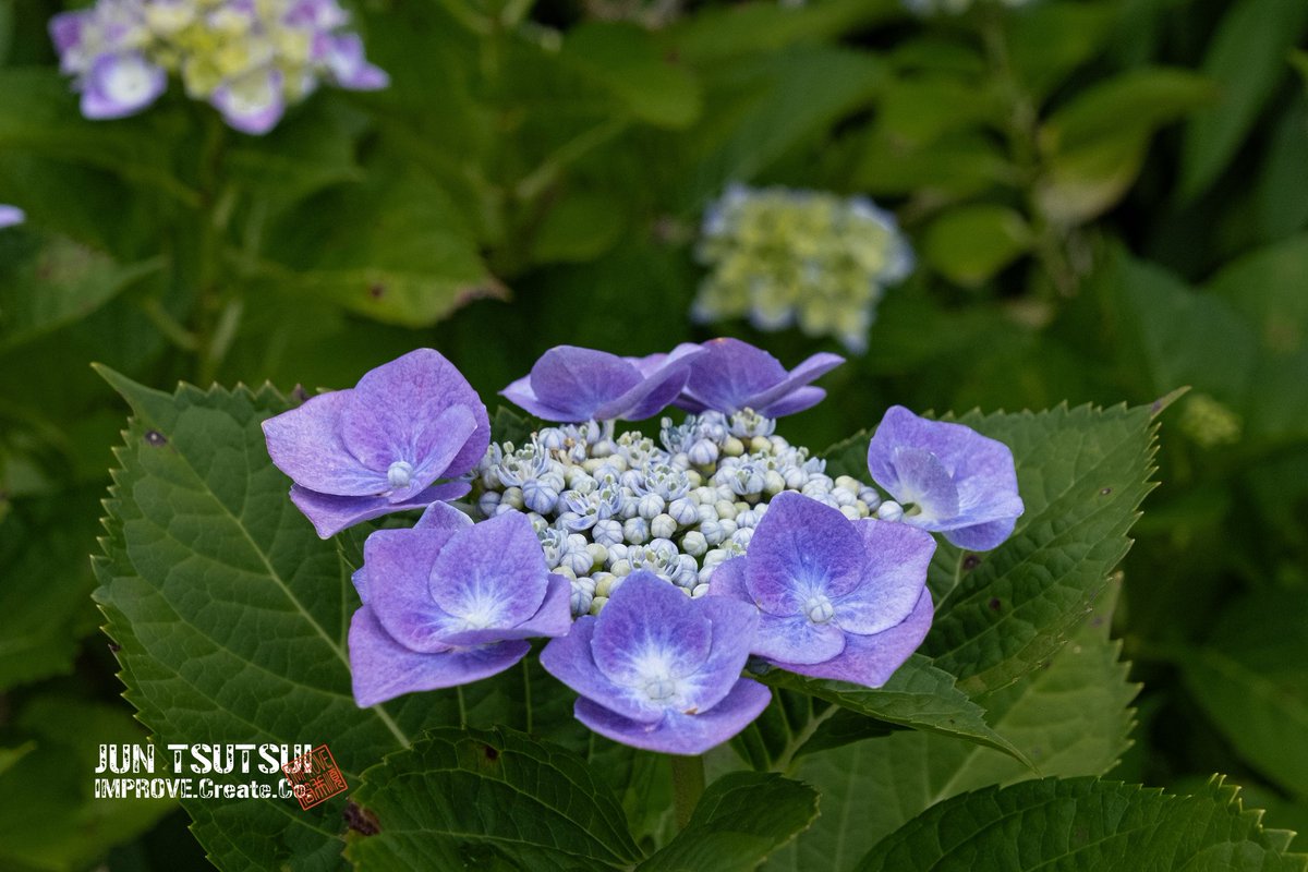 junjun_imp's tweet photo. 浜寺公園の紫陽花

#camera #浜寺公園 #紫陽花 #アジサイ #photos https://t.co/zldkeDsQbj