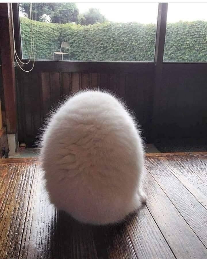 PunchingCat's tweet photo. https://t.co/BoZ2OaXFBj