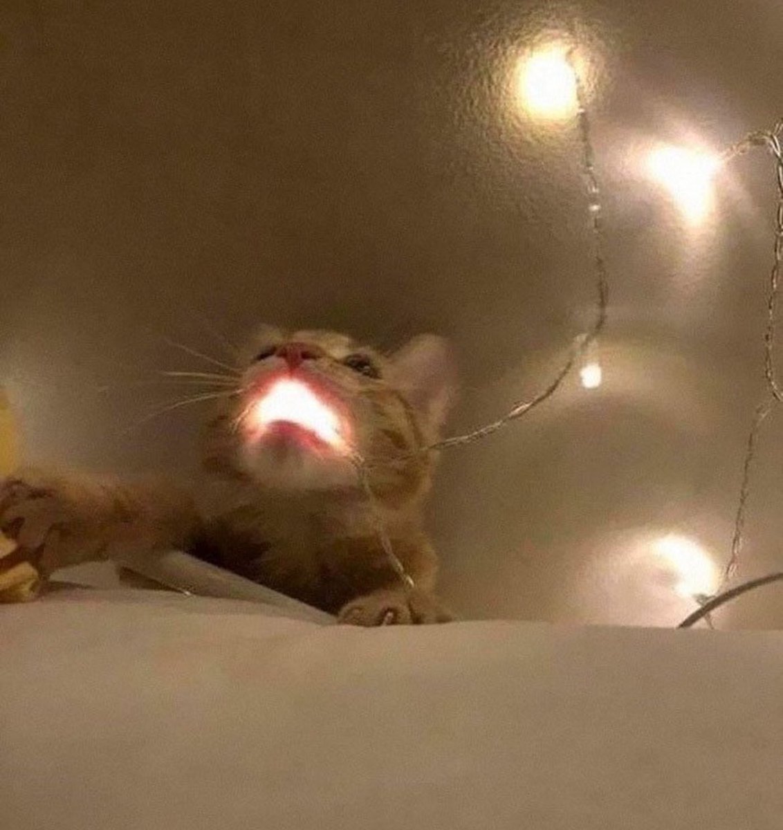 MaoterraVT's tweet photo. Living directly under a flat roof feels like I’m constantly being cooked alive. It’s literally 35 degrees inside AND I’M BURNING https://t.co/Wb2M19ZXSa
