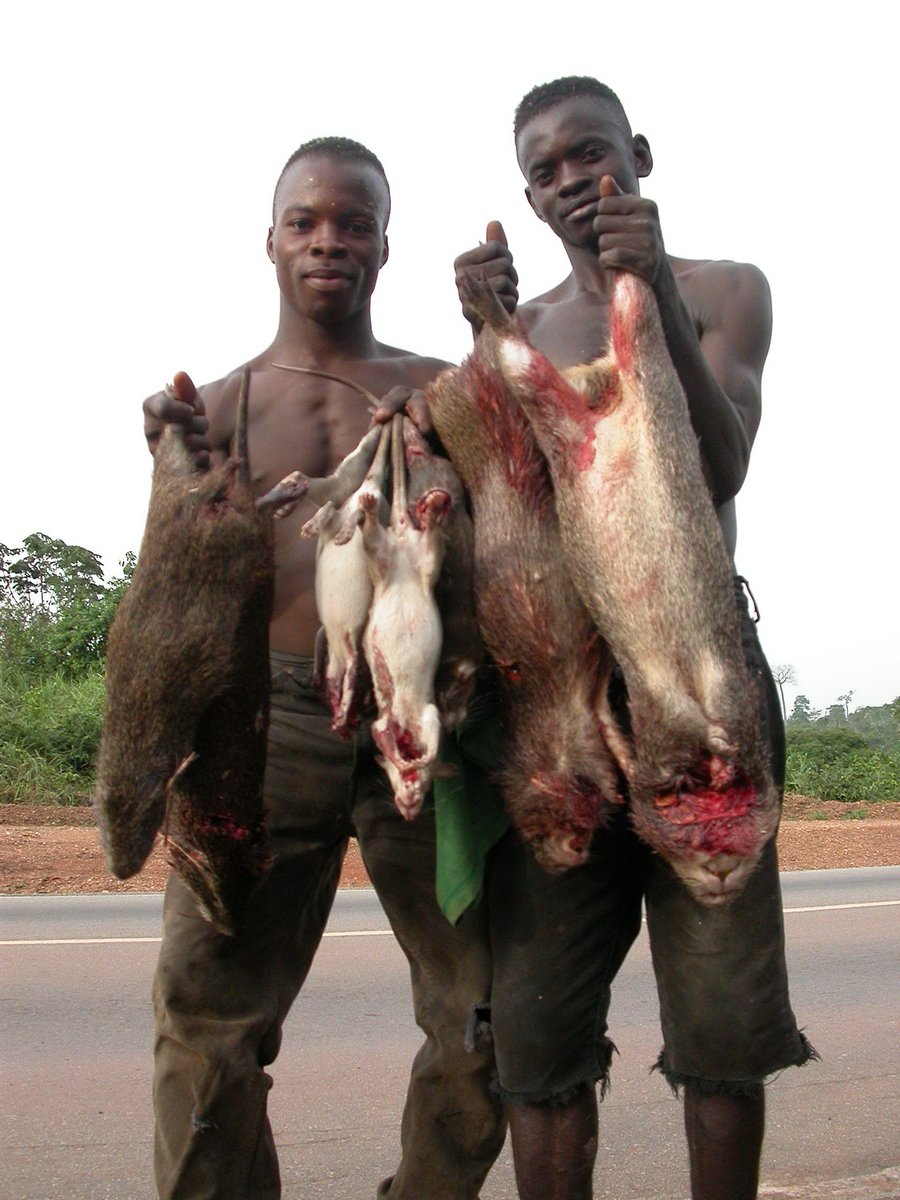 kentclizbe's tweet photo. @Gentilenewsnet @hayasaka_aryan "Go look at what actual black Africans eat."
Spent time in Ghana. Their national dish is "Grasscutter stew." 
What's a grasscutter? 
A big-ass rat! 
These dudes stepped out of the jungle to offer me their tasty wares. https://t.co/cdEEN3ZXHa