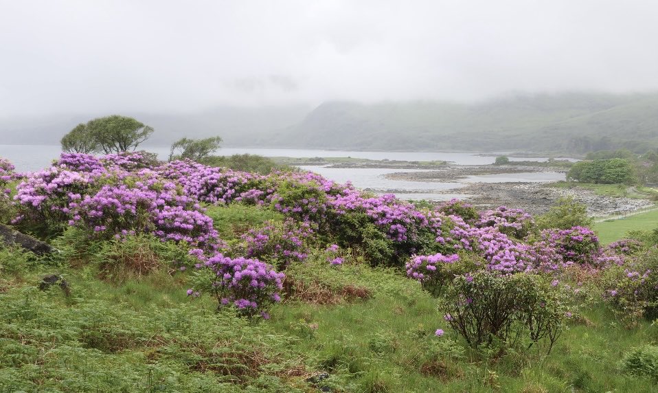 RusselWarren2's tweet photo. Loch Buie, Isle of Mull on a very dull day a couple of weeks ago. #mull #scotland #lochbuie https://t.co/EAOuj698jy