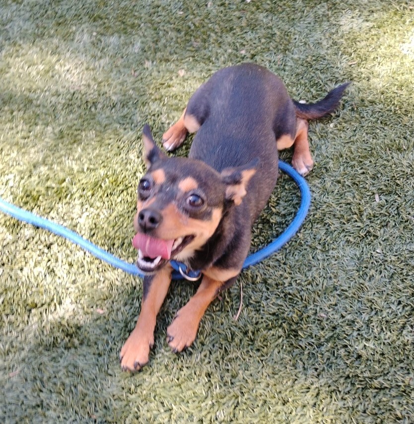 TVARtweets's tweet photo. Meet Adorable MAGGIE Saturday at Dublin Petsmart!

*June 20th from 10 to 1:00
*Location: 6960 Amador Plaza Rd.

MAGGIE is adorable and petite, she weighs only 7 pounds. She is a cute and fun 1-year-old. Spayed, microchipped, and she's current on vaccines.

https://t.co/3RuXL9QK3O https://t.co/MPB1lyRjKy