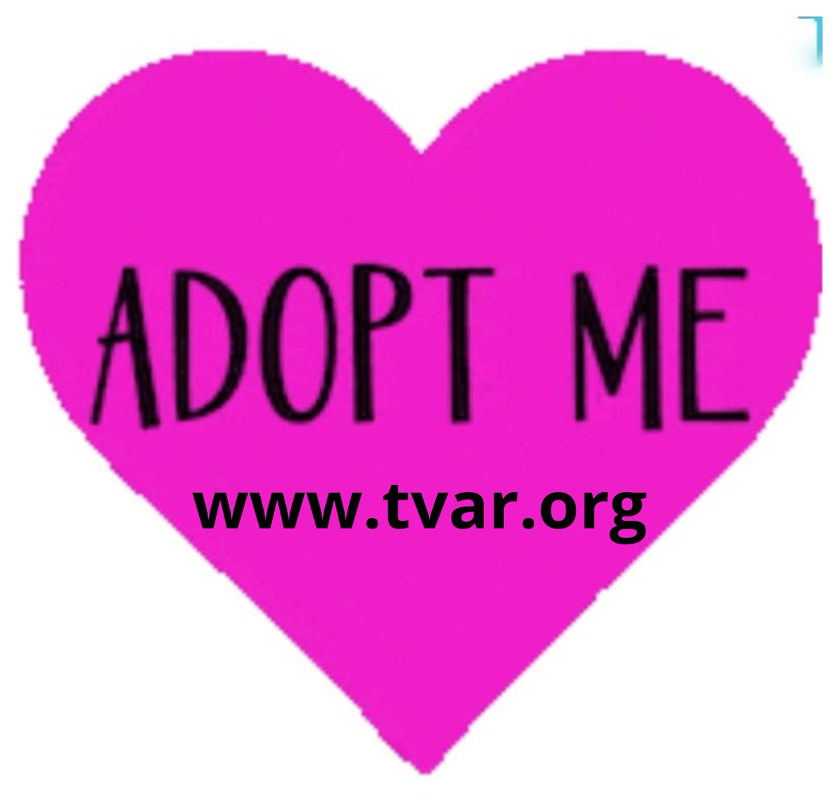 TVARtweets's tweet photo. Meet Adorable MAGGIE Saturday at Dublin Petsmart!

*June 20th from 10 to 1:00
*Location: 6960 Amador Plaza Rd.

MAGGIE is adorable and petite, she weighs only 7 pounds. She is a cute and fun 1-year-old. Spayed, microchipped, and she's current on vaccines.

https://t.co/3RuXL9QK3O https://t.co/MPB1lyRjKy