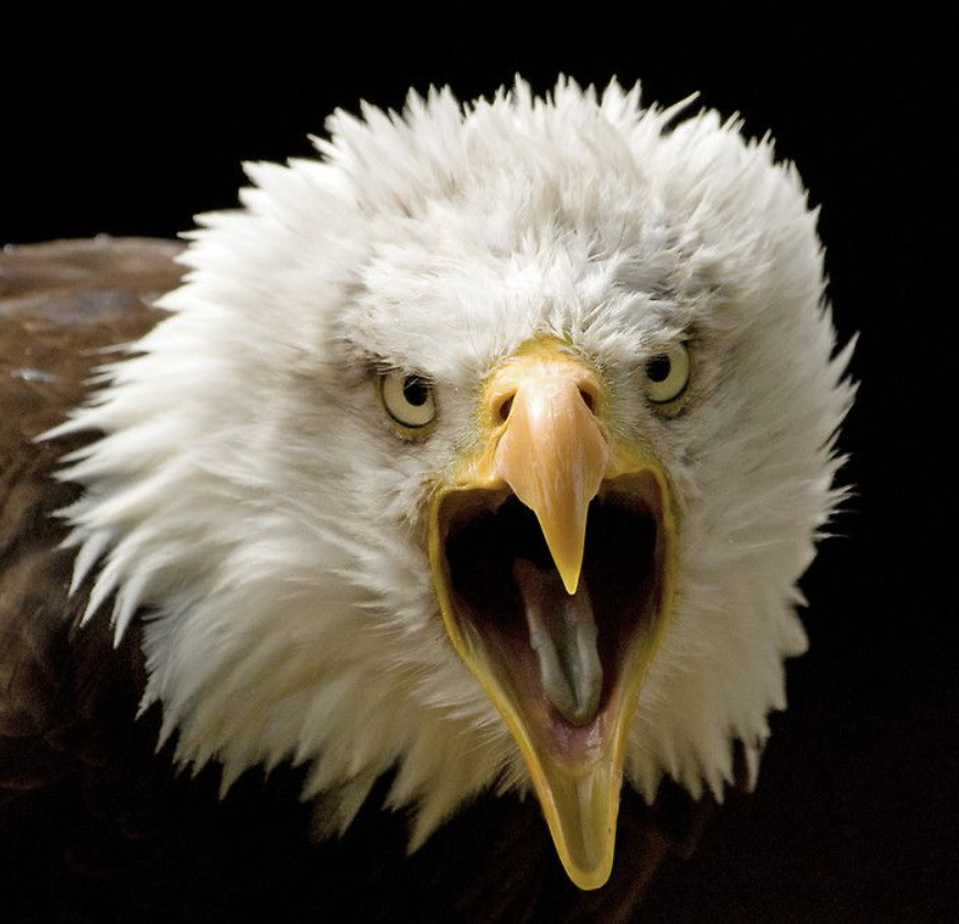 TradeOnsight's tweet photo. WORLD CUP 🏆

USA vs Australia kicks off soon, with the majority of smart money betting on an American victory 🇺🇸

→ See the markets
→ Share your picks
→ Grow your influence

Only with Onsight. https://t.co/k0MquUcQTD