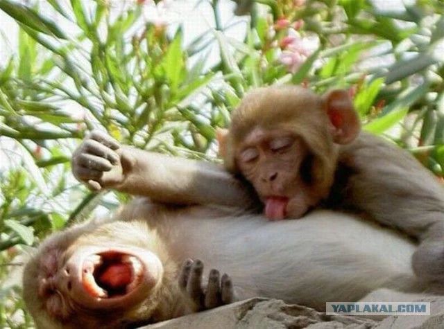 equine__dentist's tweet photo. how it feels when my girl gets home from bottomless mimosas https://t.co/rd72EAs8KY