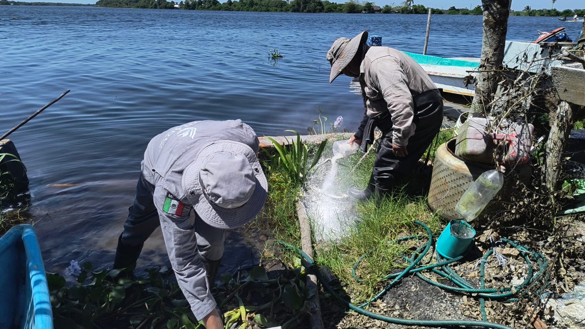 ConaguaOCGCtro's tweet photo. Continuamos con las medidas de mitigación y limpieza en las localidades afectadas por la contingencia ambiental, por mortandad de peces, mediante la aplicación de neutralizantes para estabilizar las condiciones químicas del agua.

#AccionesConagua https://t.co/Tmd9WcAg5n