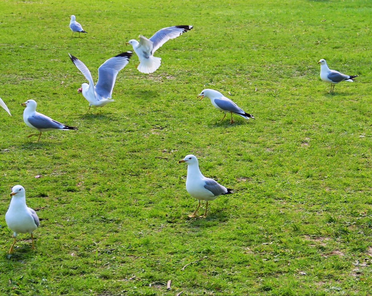 KayalPka's tweet photo. Happy “Flyday” Friday 🕊️

#BirdsPhotography
#HappyFriday
#My_Soul_is_in_the_air 
#Finding_joy_in_little_things https://t.co/HCpgohNJSh
