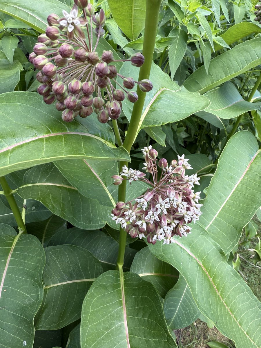 ecodum's tweet photo. asclepias syriaca
common milkweed https://t.co/hyG77orSwb