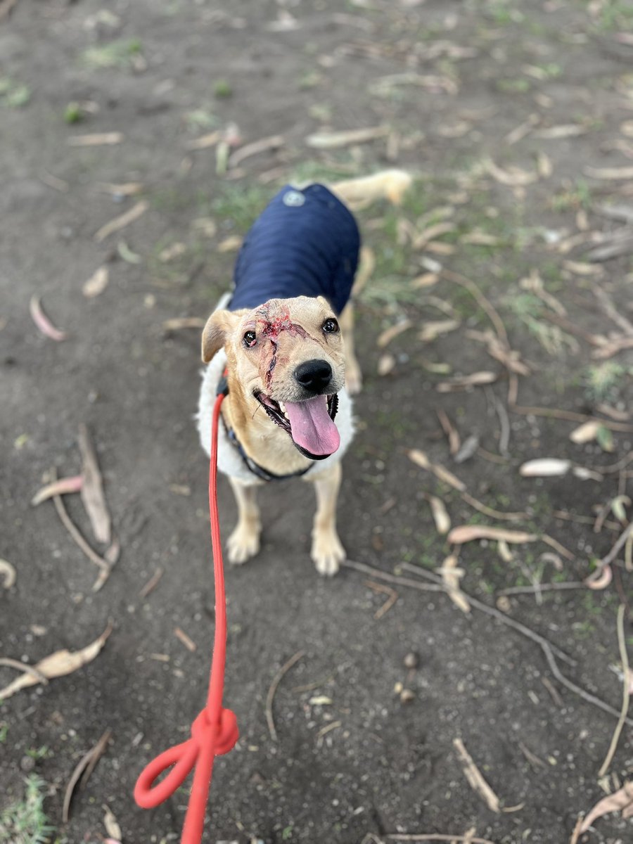 HELA_MORE's tweet photo. Amigos,hoy ya vamos a llevar de regreso a Benji a pensión,pero tenemos 10 días pendientes de pagar en la veterinaria.

¿20 padrinos de 100 pesos que gusten ayudarle? 🥹🙏🏼 https://t.co/U6qlDu56sN