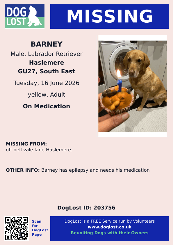 millypod1's tweet photo. 🆘16 JUNE 2026 #Lost Barney #ScanMe
Labrador Retriever Male
off Bell Vale Lane #Haslemere #GU27
East #Hampshire
Barney has Epilepsy and needs his Medication😢
https://t.co/cGVv3NMl7k https://t.co/dOM6pZHg1P