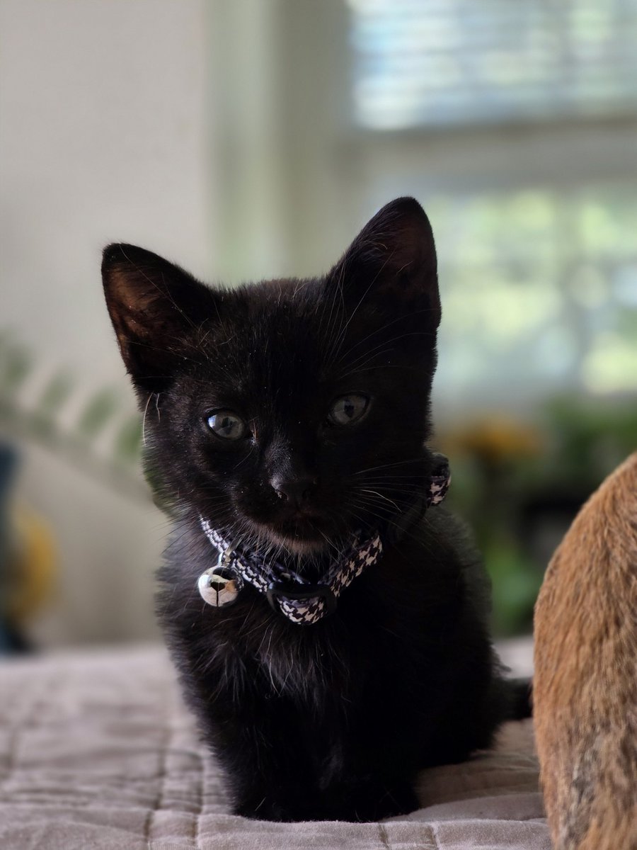 MoonlitMikeraaa's tweet photo. @ehoneyz Brand new kitty cat saying hello to the world https://t.co/WHhs013dGQ