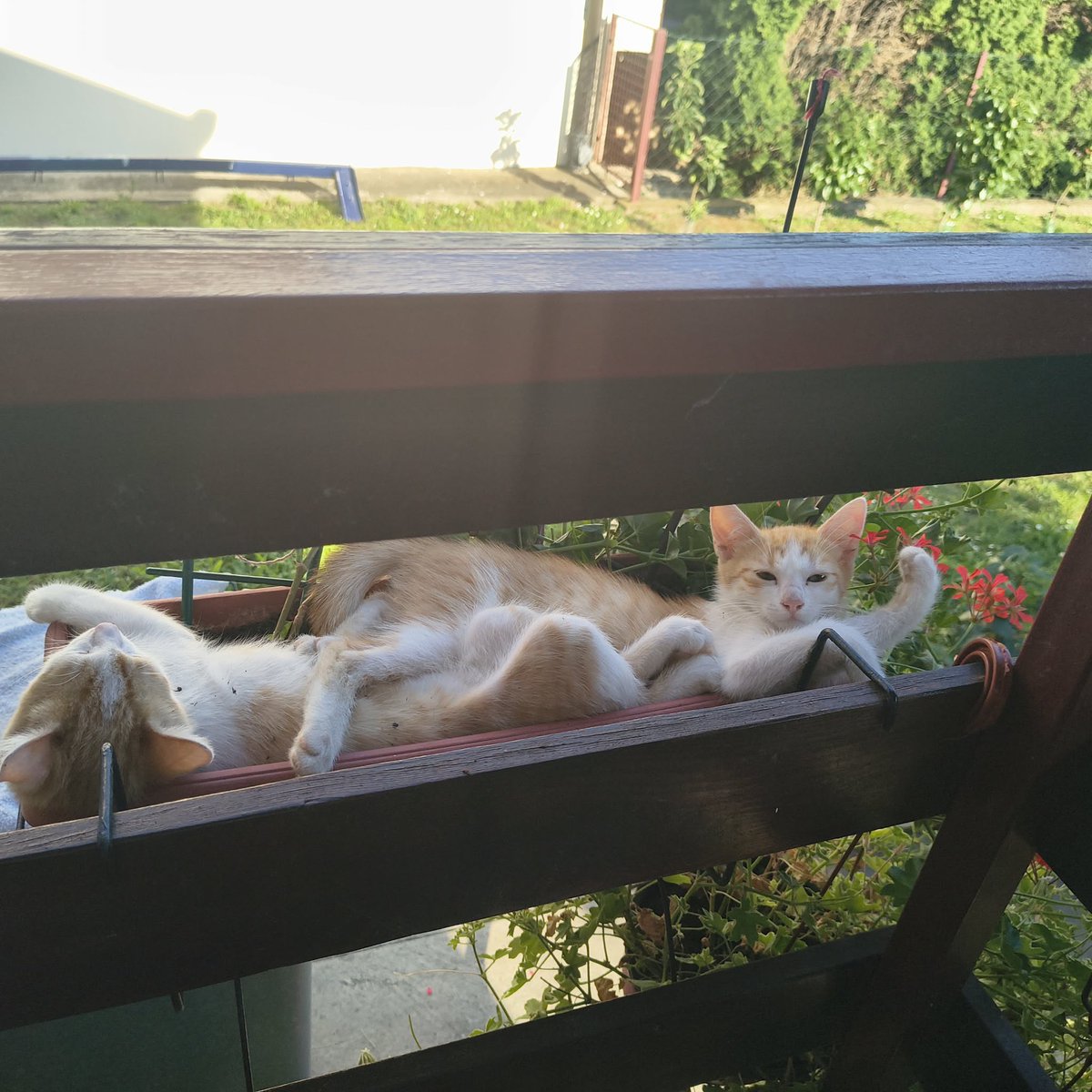 nacainformacija's tweet photo. Nivo opustenosti kojem tezim 😄😻 https://t.co/cu4Eby8684