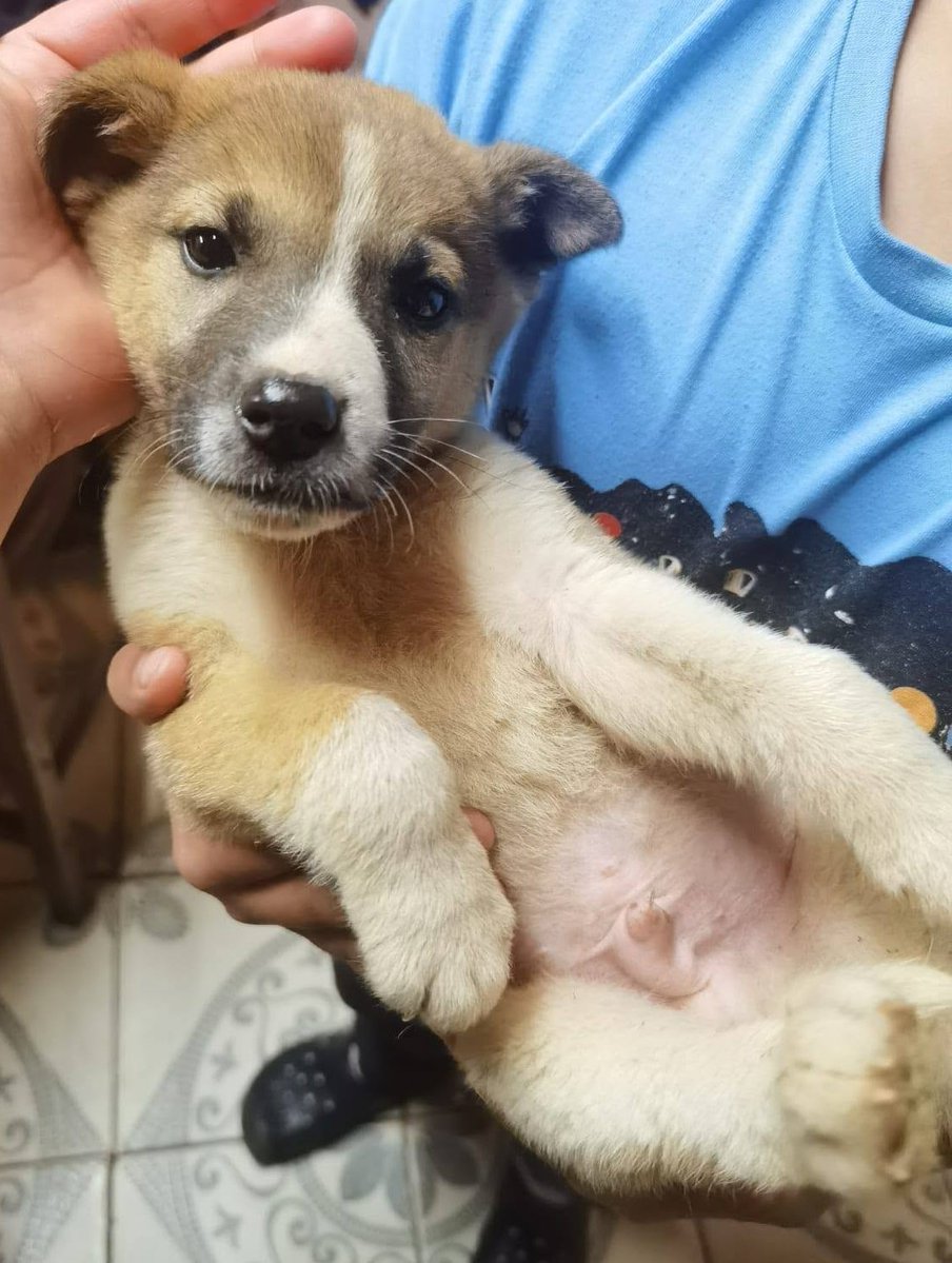 eltuitdemarsh's tweet photo. Hermoso machito, de aproximados 3 meses, en adopción responsable. Se encuentra Florida, provincia de Concepción. Si deseas darle un hogar para siempre, comunícate al +56948670710. Favor RT!
#Florida
#Concepción https://t.co/etoOuAD4Qi