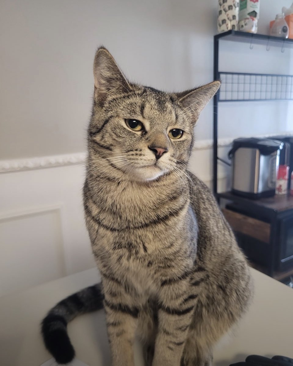 WeAssessCats's tweet photo. My cat always looks so uninterested https://t.co/qrhMBRX0Pj