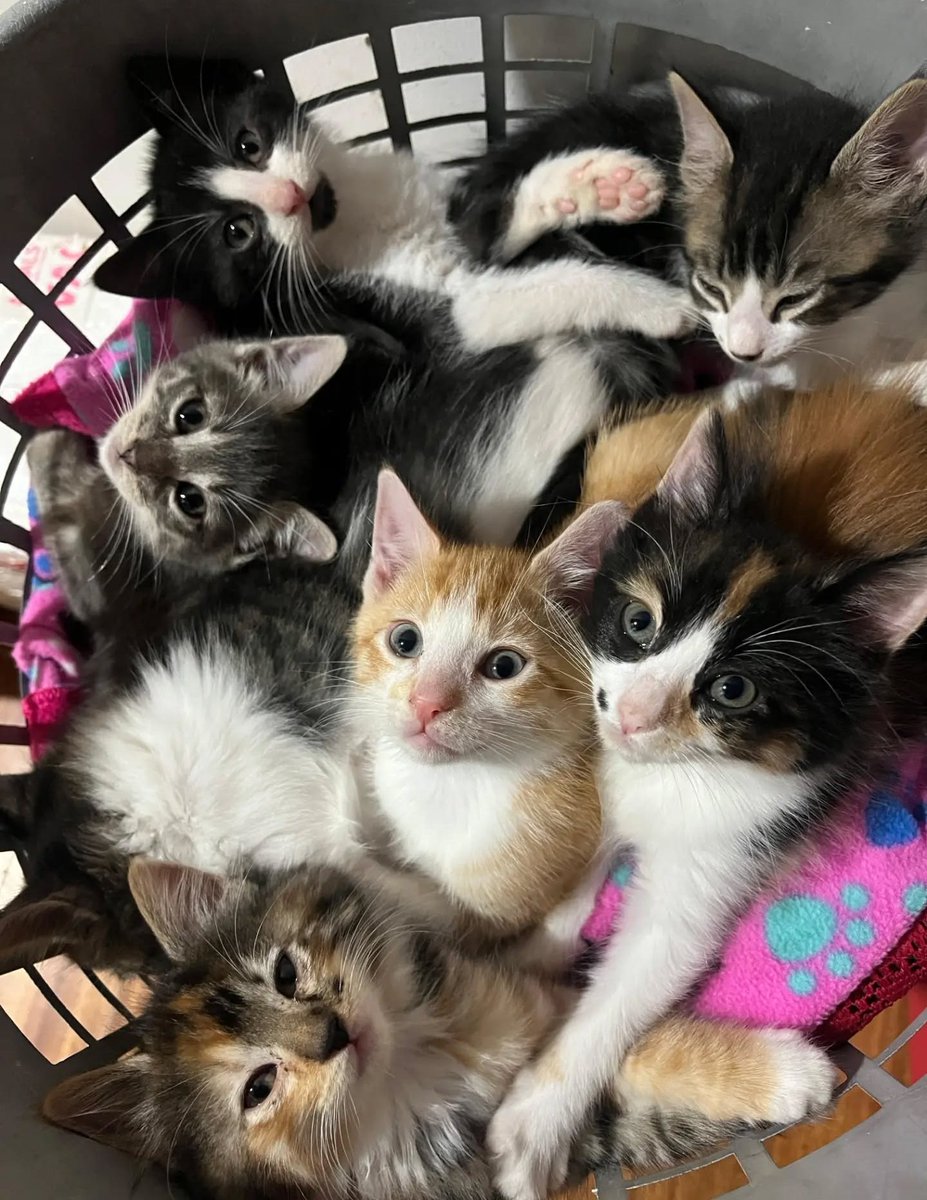 eltuitdemarsh's tweet photo. Hermosos gatitos y gatitas, de tres meses, en adopción responsable. Se encuentran sanitos y desparasitados. Si deseas darle(s) un hogar, comunícate al +56964117493. Favor RT!
#ViñaDelMar 
#Concón 
#Quintero 
#Valparaíso https://t.co/vjgN1Fcy9L