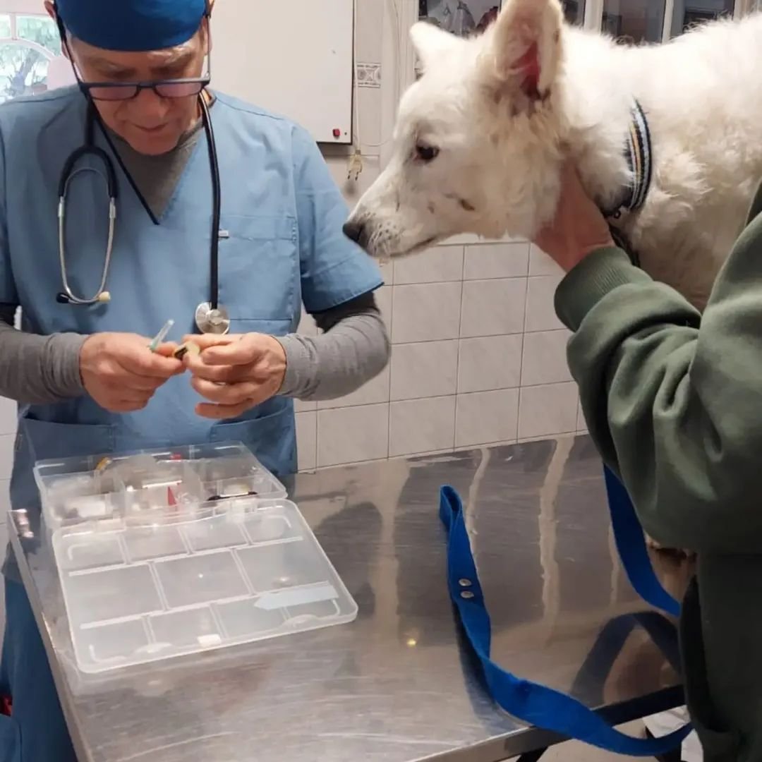 elcampito's tweet photo. Cirugías difíciles 😓💪

🐶 TRISTAN: HERNIA PERIANAL 
Esta hernia lo estaba afectando a nivel gastrointestinal.
Tristán ingresó hace poco con convulsiones continuas (llegando a convulsionar 17 veces en una tarde/noche)
Logramos controlar las mismas y lo preparamos para este día👇 https://t.co/4uVsCujuYs