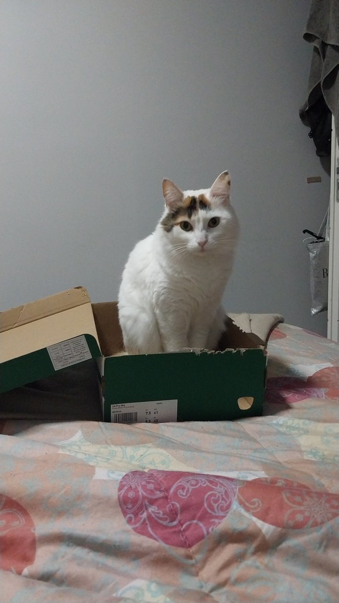 DenuuRoldan1's tweet photo. Hace 2 mes aproximadamente que Lady se adueñó de la caja de zapatillas y esta enamorada. Duerme ahí todo el día, hasta le hizo su decoración a su nueva cama. @PUMAArgentina pero ya le queda chica a ver si hacen cajas más grandes. https://t.co/TjAEnuTkRa