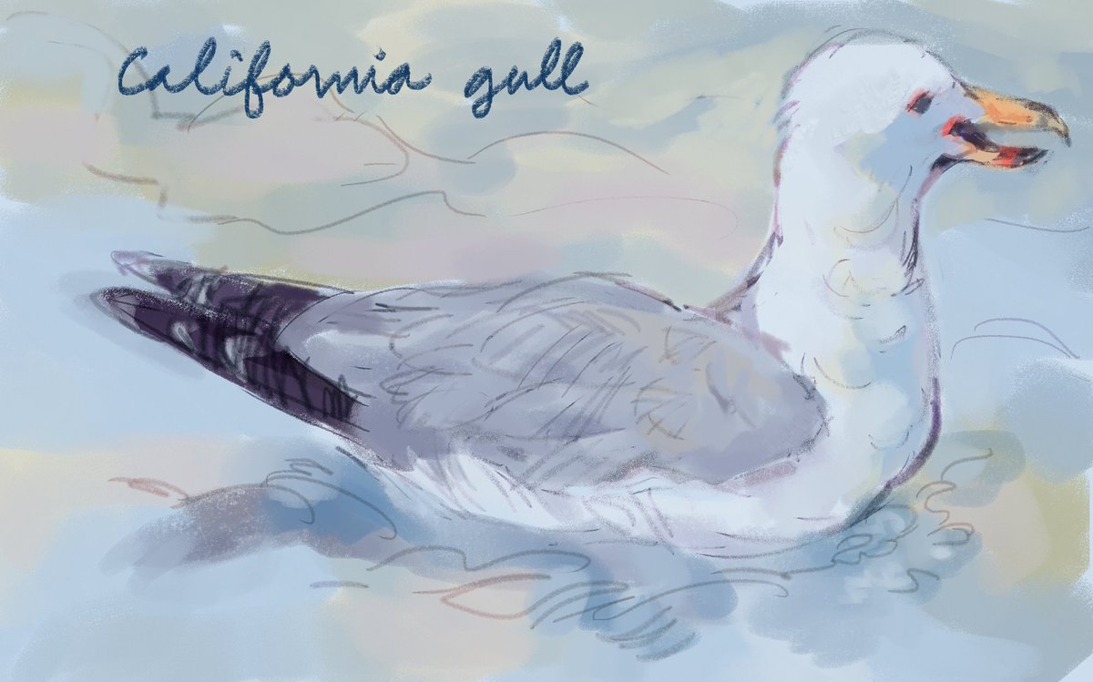 soleil☀️ gull pilled tweet media