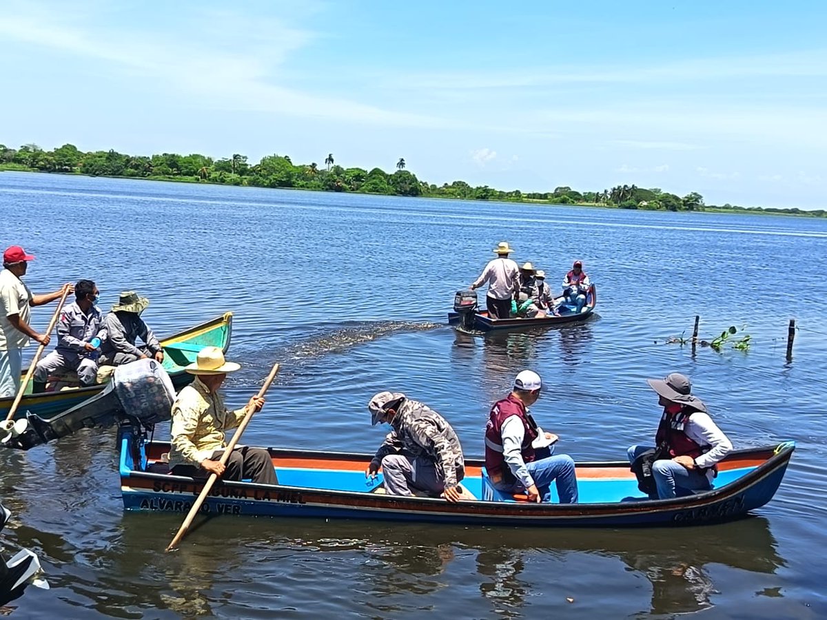ConaguaOCGCtro's tweet photo. En atención a la contingencia ambiental en Cosamaloapan, Veracruz, desplegamos 22 elementos organizados en brigadas terrestres y acuáticas para realizar recorridos de inspección y seguimiento en localidades de Rincón Miguel, Tío Antón, El Juile, El Camarón, El Cacique y Limón. https://t.co/6ELbczXbR4