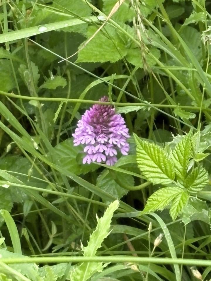 Orcinus68's tweet photo. Pictures from this week's wanderings 😊 #PeacockButterflyCaterpillars #PyramidalOrchid #ScarletTiger #WoodPigeons telling me "you shall not pass" 😅 https://t.co/5WXHVVd4pa