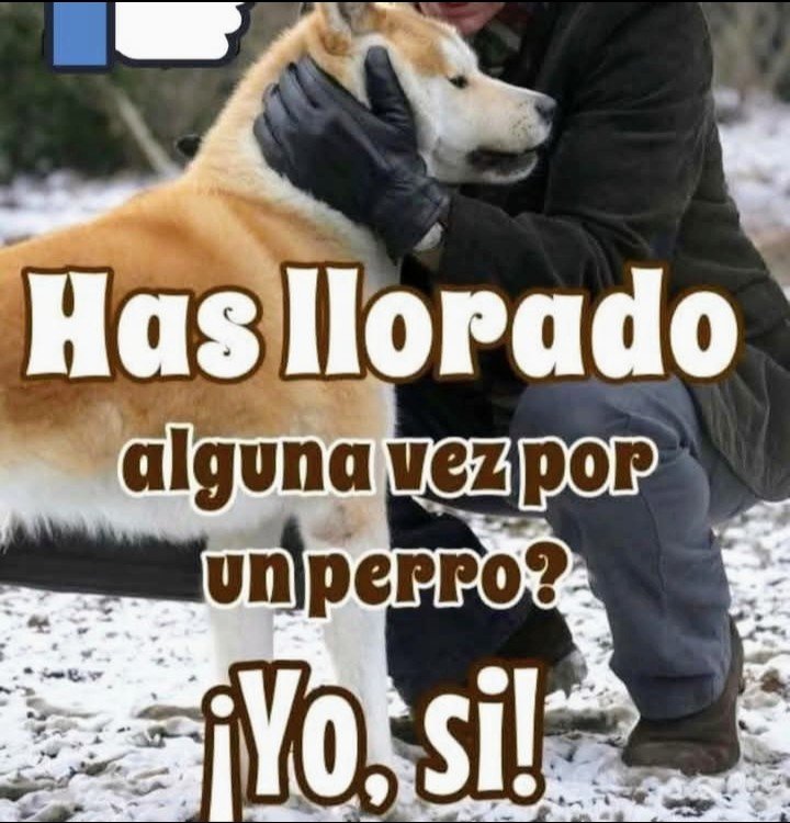 Perrosenlacalle's tweet photo. https://t.co/gUzfsvWL3H