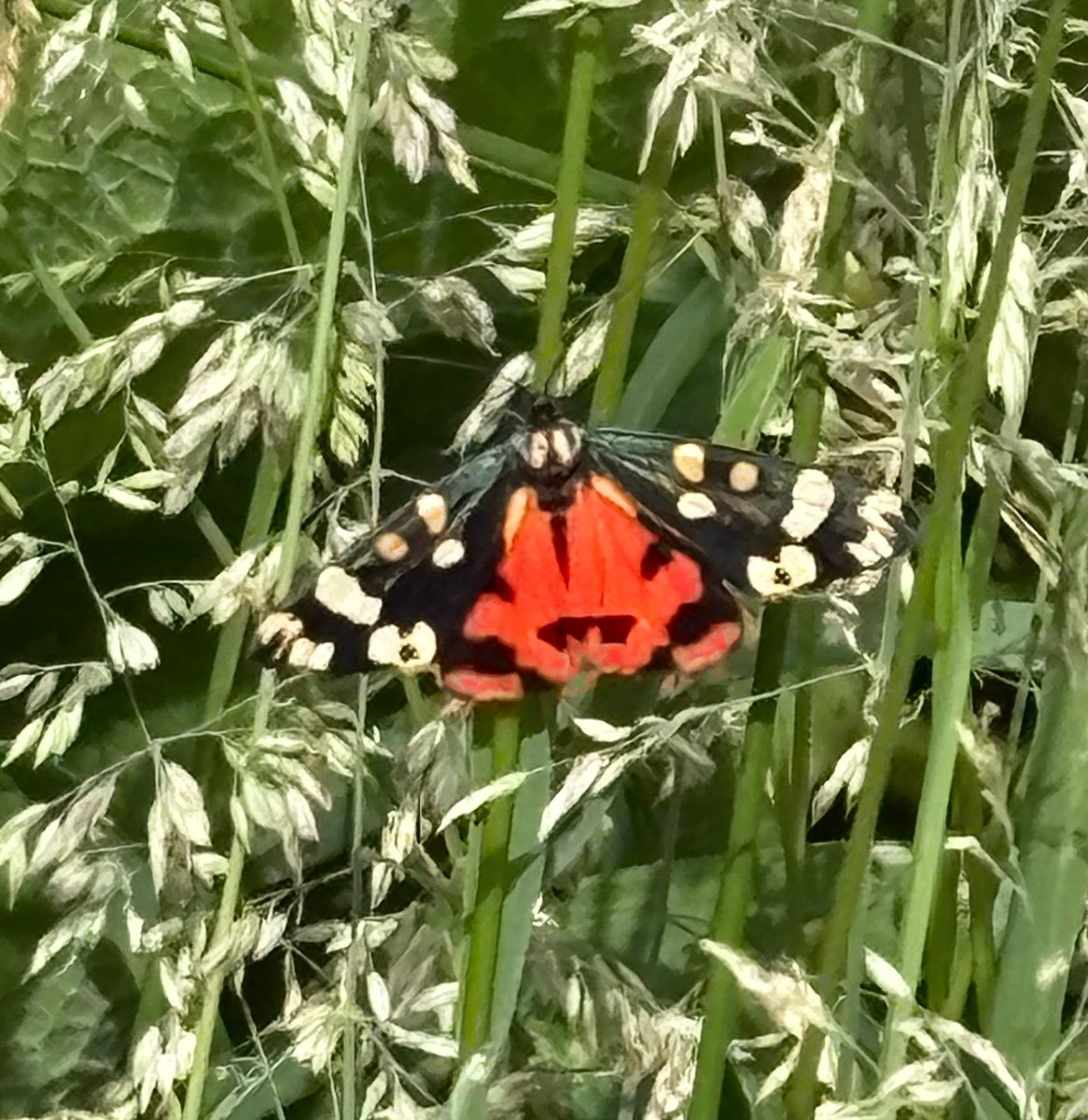 Orcinus68's tweet photo. Pictures from this week's wanderings 😊 #PeacockButterflyCaterpillars #PyramidalOrchid #ScarletTiger #WoodPigeons telling me "you shall not pass" 😅 https://t.co/5WXHVVd4pa
