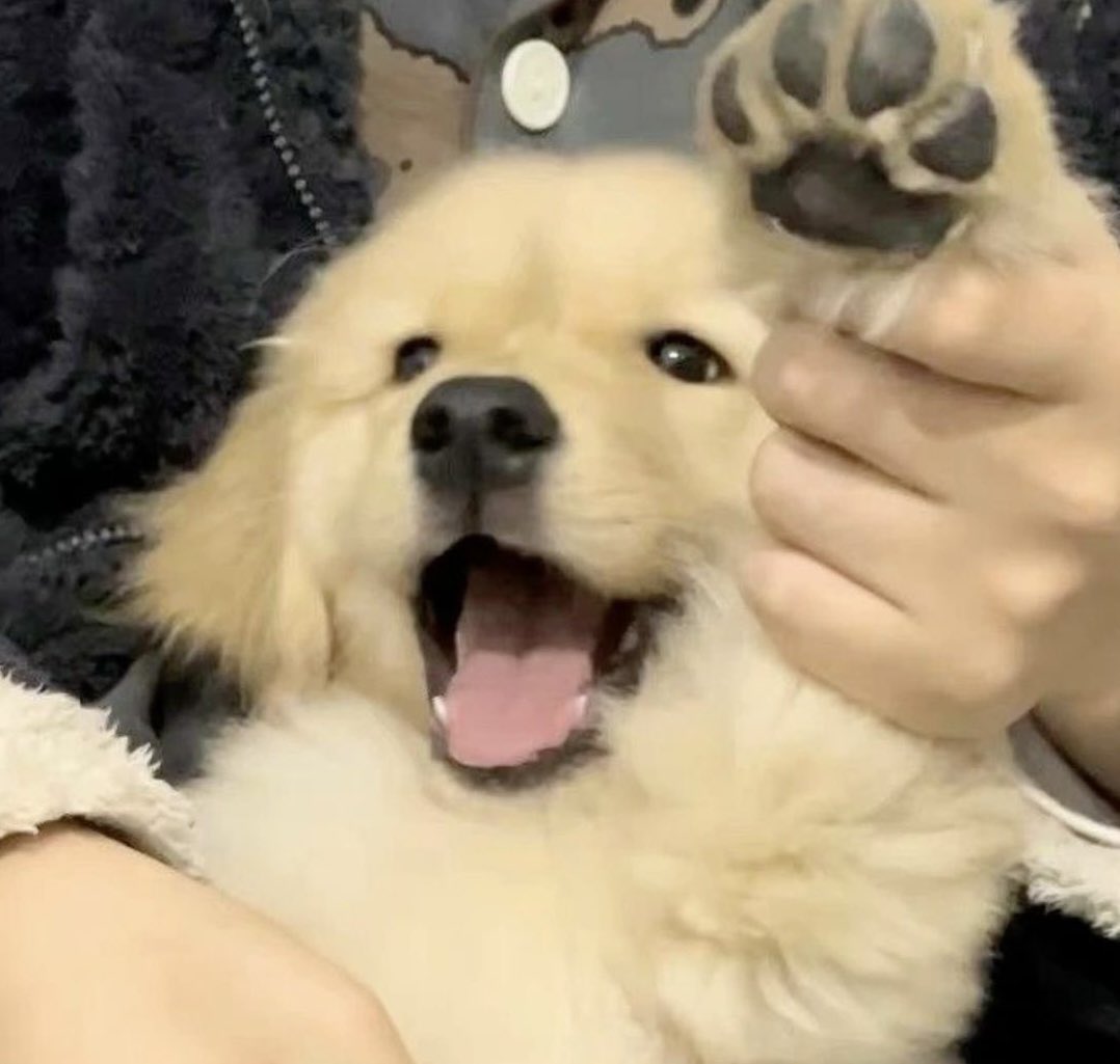 for_meongring's tweet photo. ૮₍'｡ᵔ ꈊ ᵔ｡`₎ა https://t.co/b62U4CSbo8