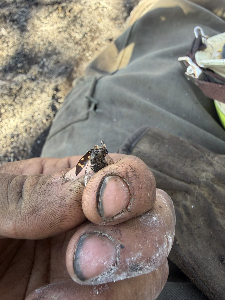 10000yearspain's tweet photo. TOTAL BEETLE DEATH. https://t.co/NIQgDPP0ja