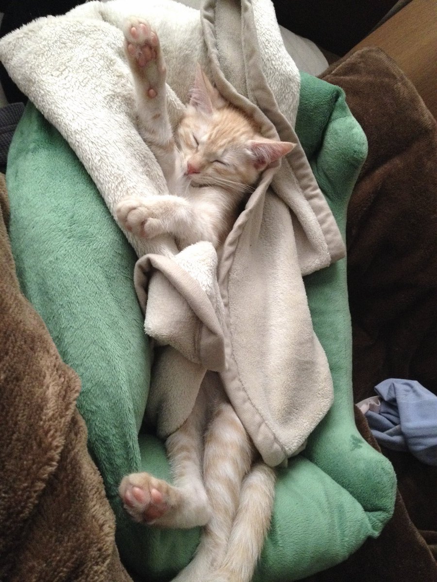amc1798235's tweet photo. Good morning 雨はそんなに嫌いじゃない
#ねこ #cat #猫 https://t.co/f6oRXlN2Hg