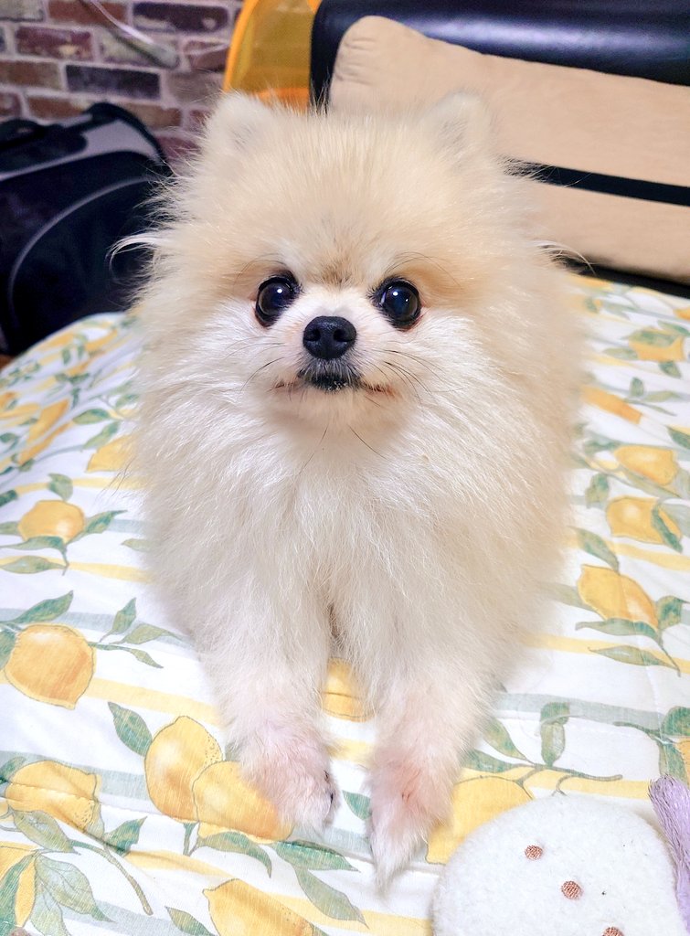 jMJyueA0pTUSuFI's tweet photo. 可愛いを標準装備したぽむぽむ🩷 https://t.co/weemDi0zzr