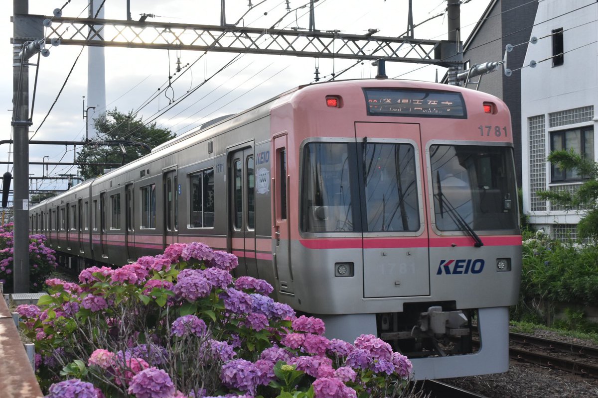 yory7502train's tweet photo. #Yory9200撮影記録 
6/10
京王井の頭線と紫陽花
@浜田山〜高井戸 https://t.co/UxtIo8lmog