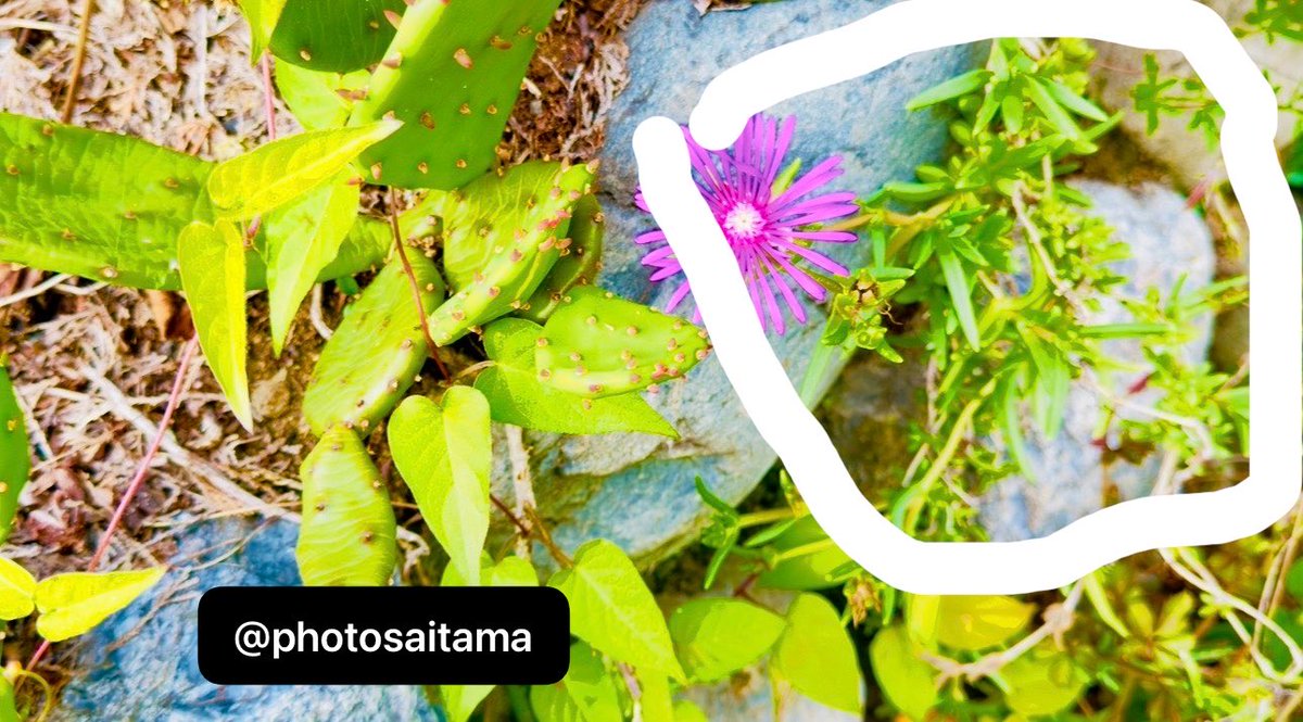 PhotoSaitama's tweet photo. My latest garden project. 2 varieties here. Neither have anything to do with cactus. They’re annuals. Leave em where they are and when spring comes they respond . So beautiful and succulent. #gardening #gardeninginjapan #inaka #countryside https://t.co/IPl6xKWGfW