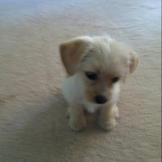 loserforjakey's tweet photo. so puppy my puppyun https://t.co/AtKMLWEGYb