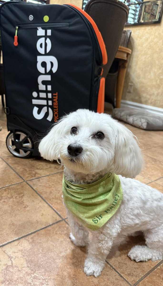 SirBailey2's tweet photo. Yous thinking what’s I’s thinking? Fren or foe? 🤔 An why’s Daddy hims bring hims in our house??? 🤔🐶🐾 #verysuspicious #dogsofx #dogsoftwitter #adogslife #doggo #pets 💚 https://t.co/q0eHgu9Jlj