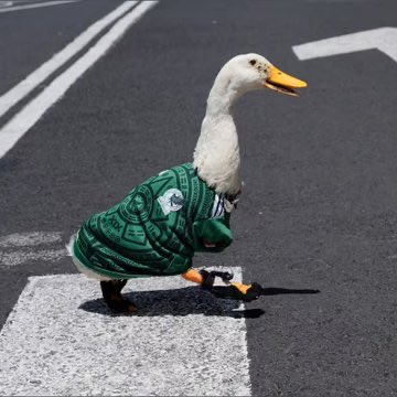 R_Mazon's tweet photo. Si yo fuera el dueño del Pato Merlín, pura madre fuera a darles vistas a la mañanera, ojalá que los verdaderos dueños piensen como yo, harían feliz a la mayoría de los mexicanos https://t.co/2yvskVJM8C