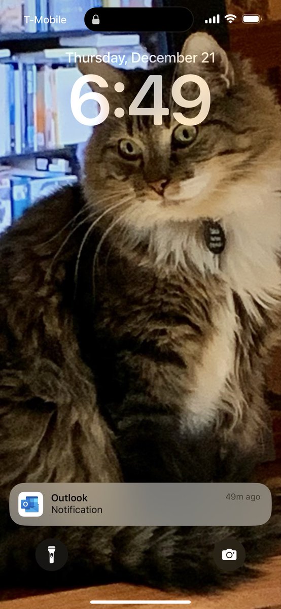 Kim_Peters4's tweet photo. @bunsenbernerbmd Great news! My boy, Taliesin, had feline parvovirus as a kitten and did not present typically. He ended up staying in the hospital 5 days. I’m hoping your baby gets out sooner. (picture of Tally that I use as my lock screen on my phone) https://t.co/aN9RyVwRVy