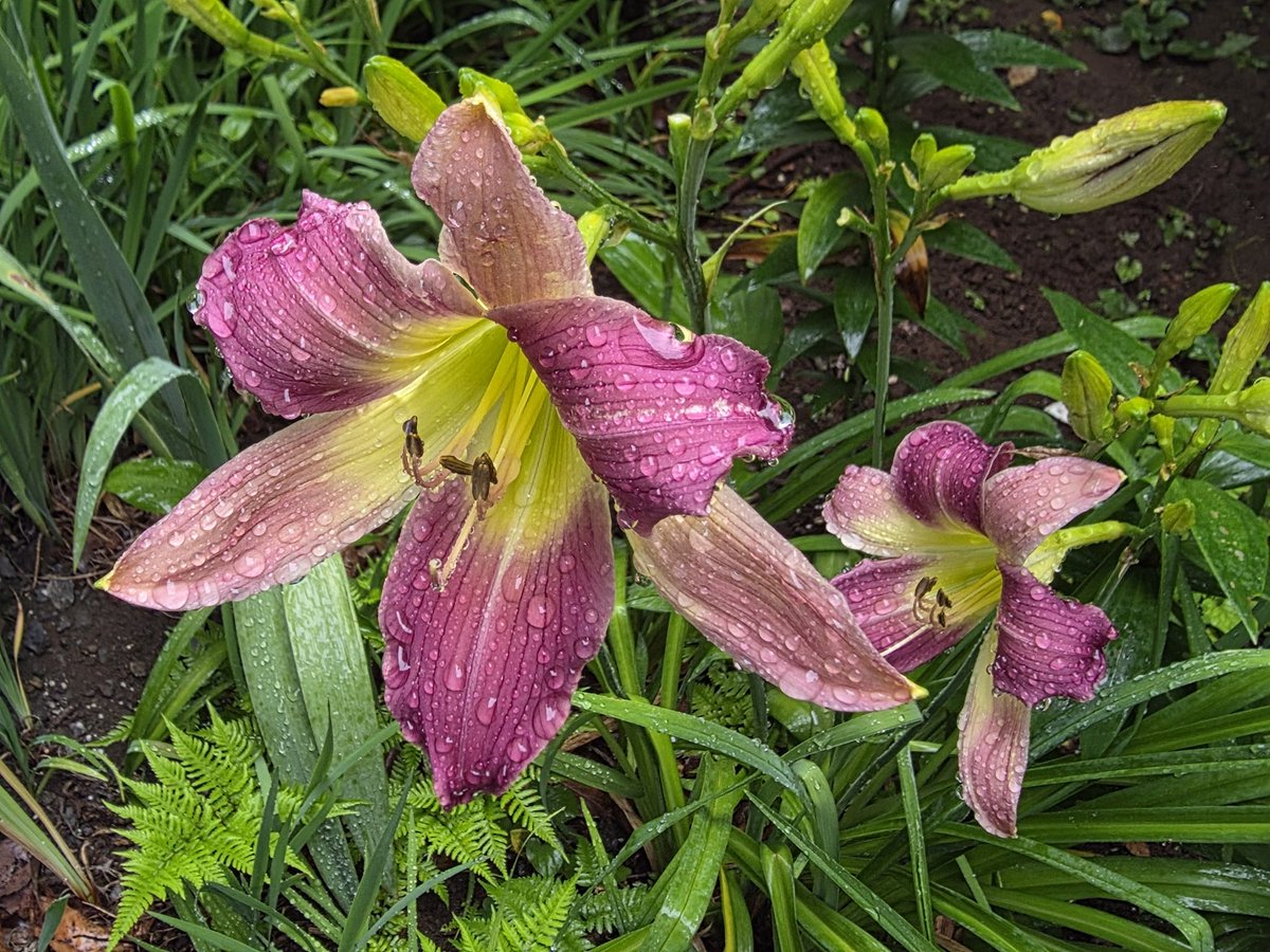 Rera0319's tweet photo. おはようございます
今日は小雨模様🌧
花々はいきいきしてます♪ https://t.co/WHfiOU6A9W