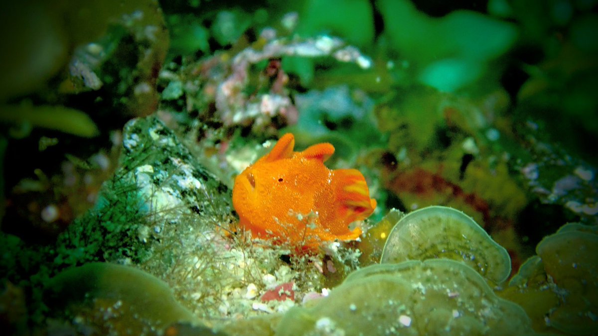 SeaHeaven3's tweet photo. 死ぬまでに自然界で見たい生物

🐟メガマウス
🐟ホオジロザメ
🐟ホオベニモウミウシ
🐟ダイオウグソクムシ
🐟シロナガスクジラ
🐟デメニギス
🐟チョウチンアンコウ
🐟カノコウロコ

これらをコンプリートすればダイビング辞めます。
逆を言うとこれらを見るまでダイビング辞めません😁✌️ https://t.co/4xSc1gkxcm