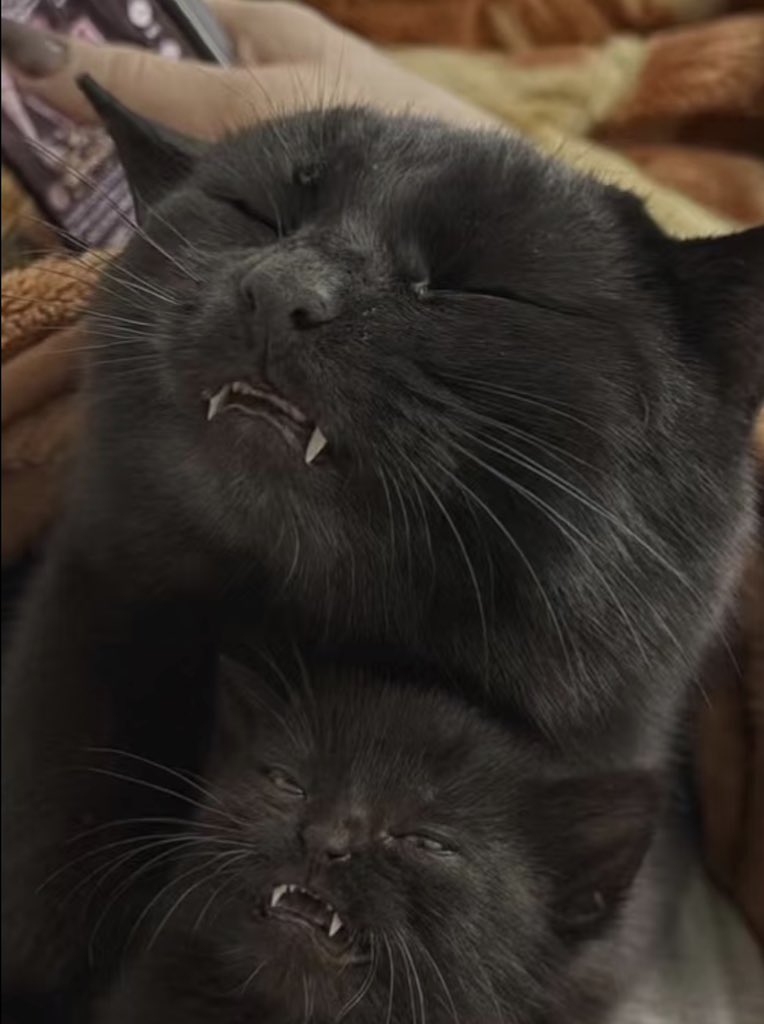 twaniimals's tweet photo. https://t.co/ec42wyR1og