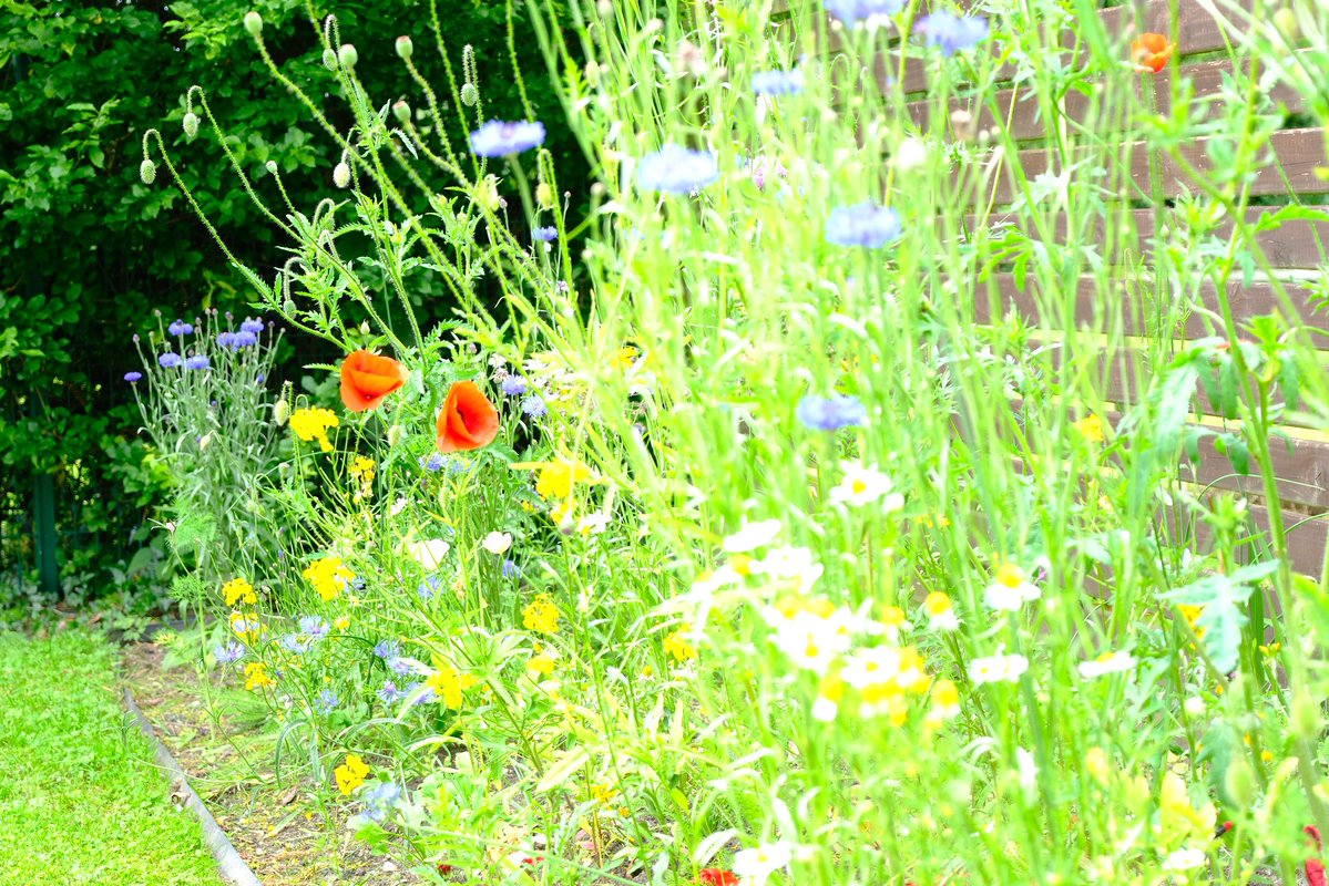 oplittes's tweet photo. i love flowers https://t.co/9wYfnDwReI