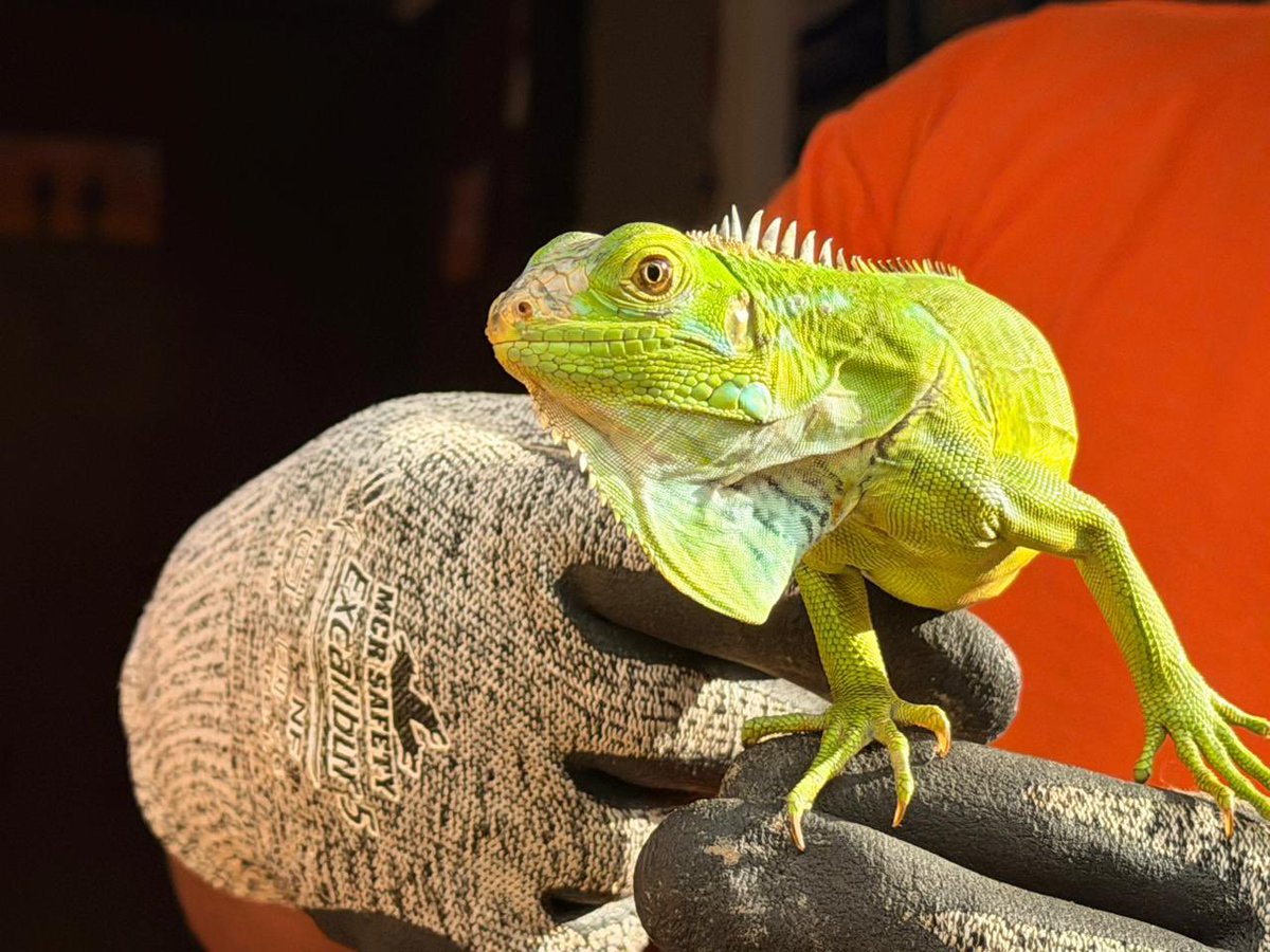 Alfred_Balle's tweet photo. En articulación con la Defensa Civil de Chía, la Dirección Regional de Sabana Centro recibió una comadreja (Mustela frenata) y una iguana (Iguana iguana), rescatadas en el casco urbano del municipio para su valoración y atención especializada por parte de la CAR.

Seguimos fortaleciendo las acciones conjuntas para la protección y conservación de la fauna silvestre de la región.